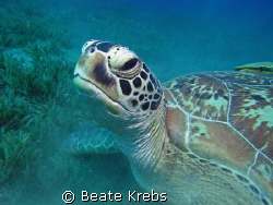 Green SeaTurtle looks a little bit sad , taken with Canon... by Beate Krebs 